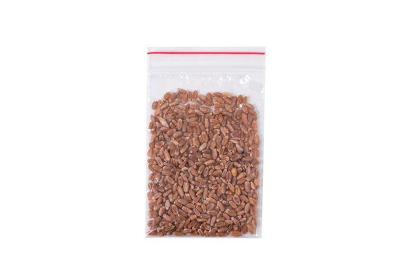 семена микрозелени пшеницы